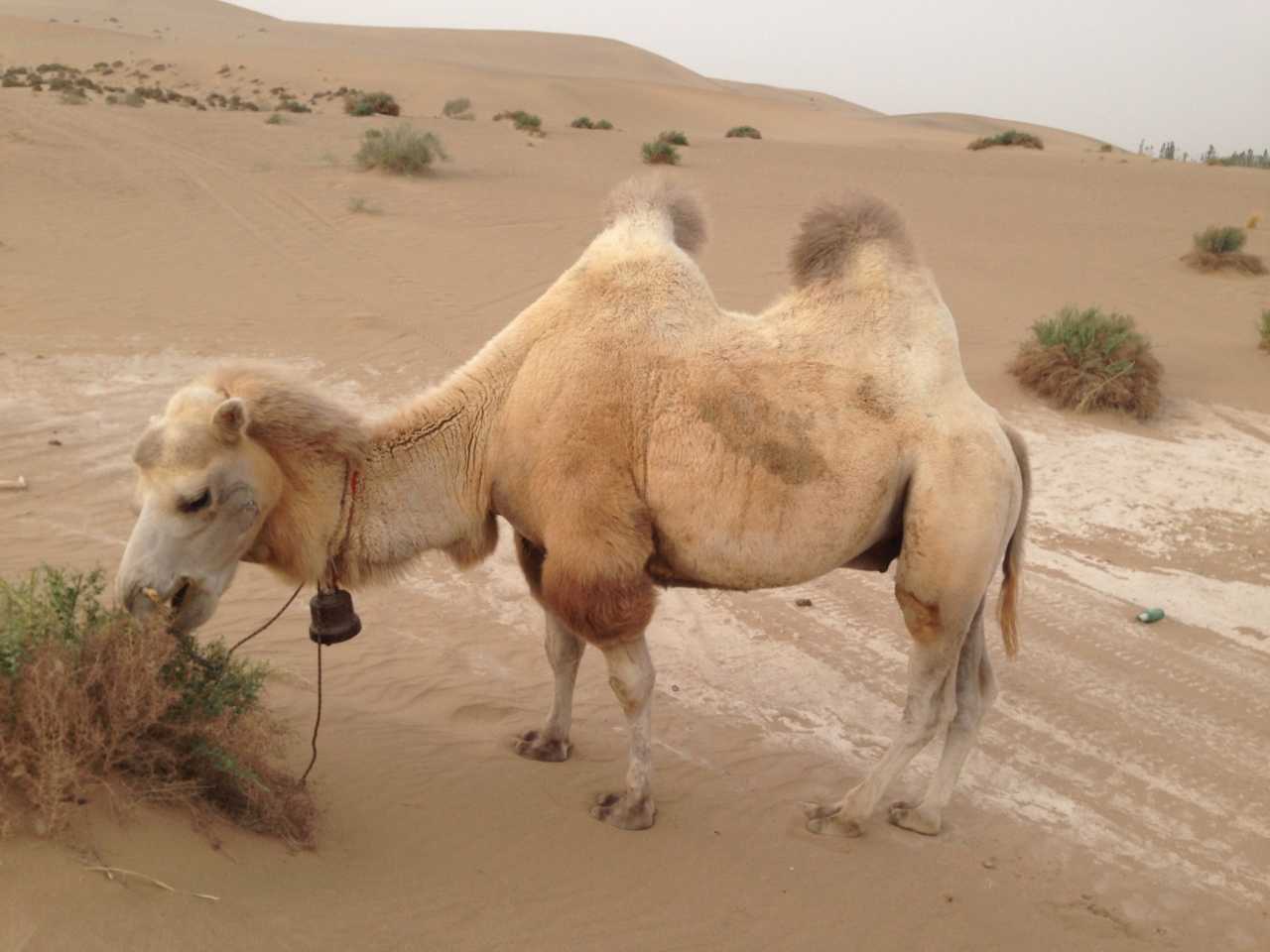 自行车夜战:滇池飞鹰队鏖战闽南犀牛队,速度优势明显韧性比赛的样板的简单介绍 自行车夜战:滇池飞鹰队鏖战闽南犀牛队,速度优势明显韧性比赛的样板的简单介绍